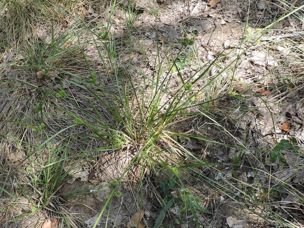 Globe Flatsedge (ONP Flora Missing Documentation) · iNaturalist