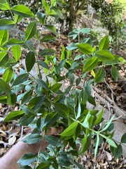 Wikstroemia indica