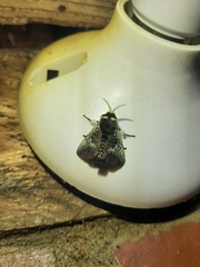 Megalopyge albicollis
