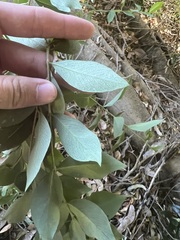 Wikstroemia indica