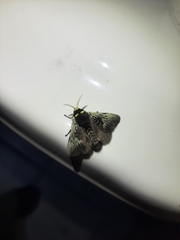 Megalopyge albicollis