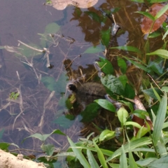 Rhinoclemmys funerea