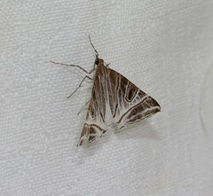 Phrataria replicataria