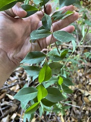 Wikstroemia indica