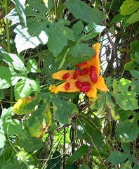 Momordica charantia image