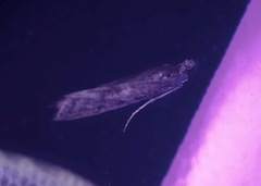 Phycitini