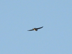 Hirundinidae
