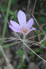 Colchicum lusitanum