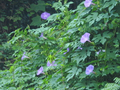 Ipomoea setosa