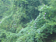 Ipomoea setosa