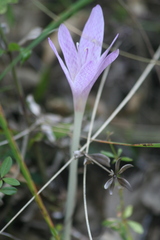 Colchicum lusitanum
