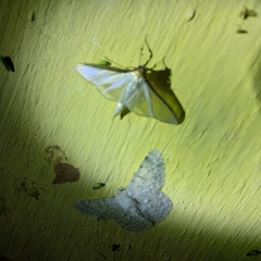 Cydalima laticostalis