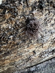 Stemonitis