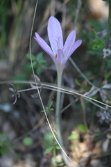 Colchicum lusitanum