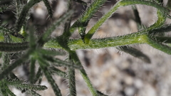 Cryptantha maritima maritima