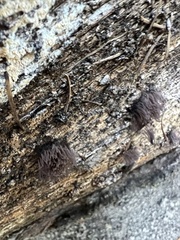 Stemonitis