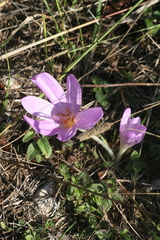 Colchicum lusitanum