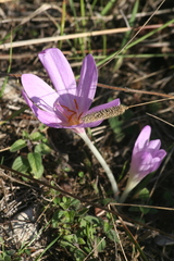 Colchicum lusitanum