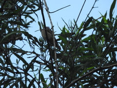 Tyrannidae