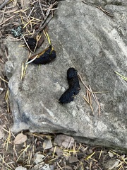 Urocyon cinereoargenteus