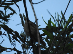 Tyrannidae