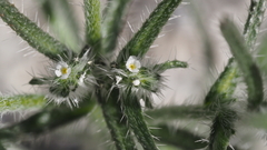 Cryptantha maritima maritima