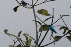 Tersina viridis