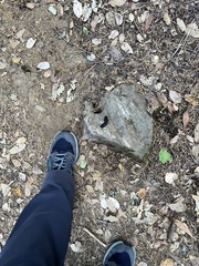 Urocyon cinereoargenteus