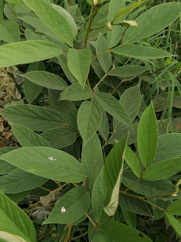 Cajanus cajan
