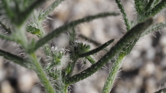 Cryptantha maritima maritima