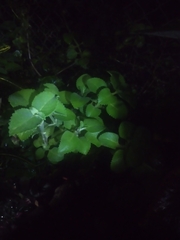 Lippia graveolens