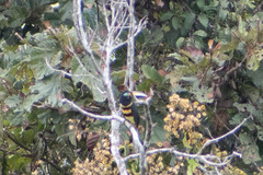 Pteroglossus pluricinctus