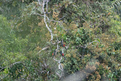 Pteroglossus pluricinctus