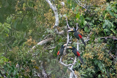 Pteroglossus pluricinctus