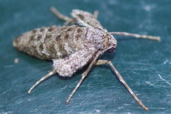 Operophtera fagata