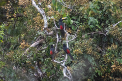 Pteroglossus pluricinctus