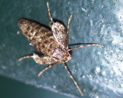 Operophtera fagata