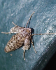 Operophtera fagata