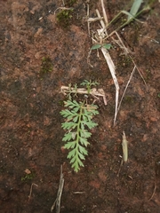 Lepidium didymum