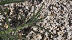 Cryptantha maritima maritima