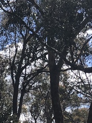 Manorina melanophrys