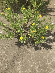 Rayjacksonia phyllocephala