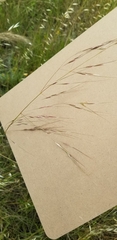 Austrostipa curticoma