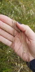 Austrostipa curticoma