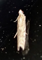 Phycitini