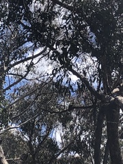 Manorina melanophrys