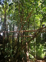 Phyllostachys angusta