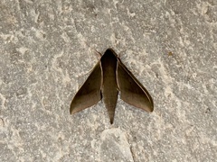 Xylophanes porcus
