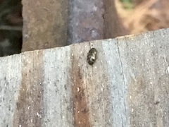 Litargus connexus