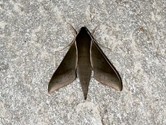 Xylophanes porcus